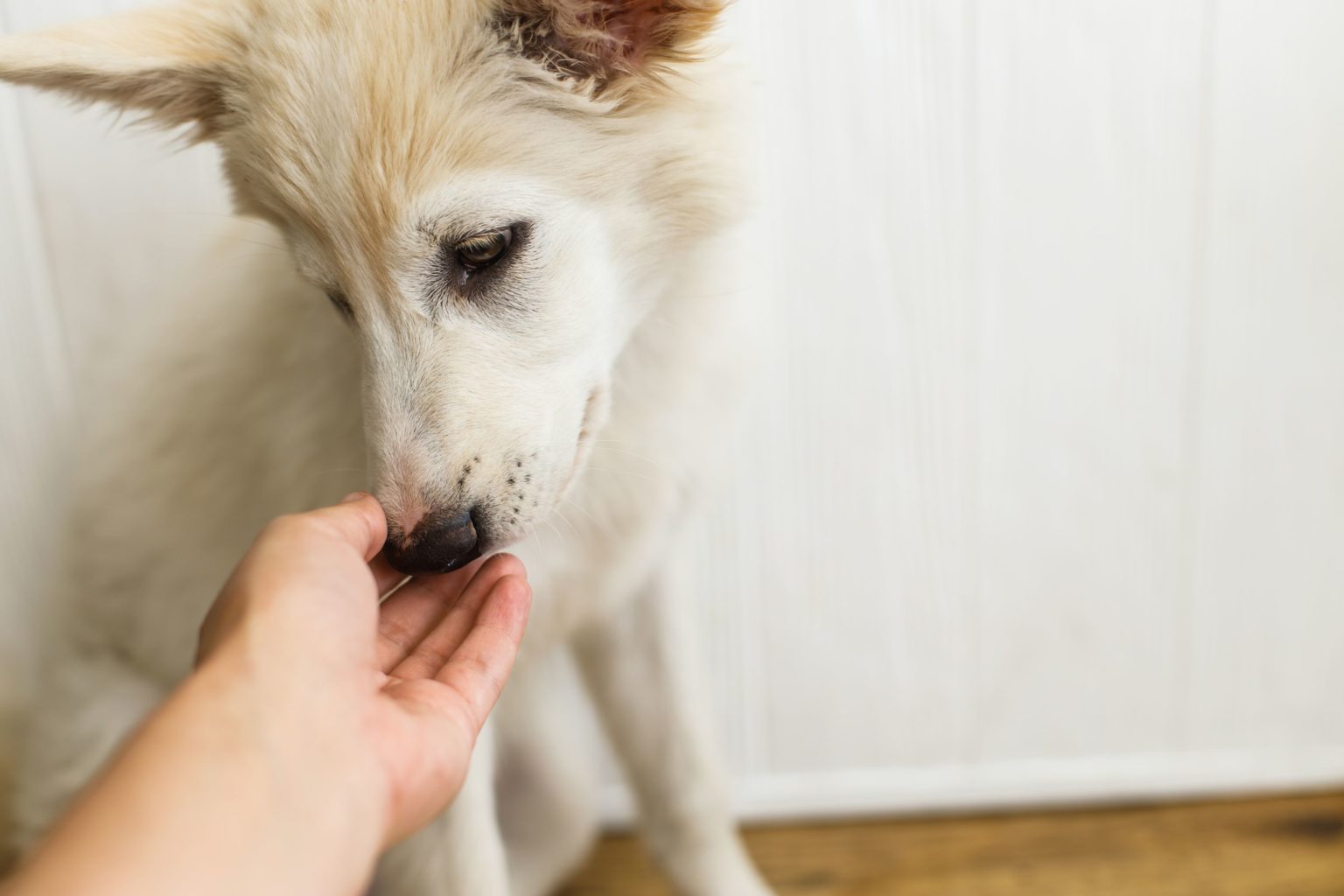 The Science of CBD Oil for Dogs With Cancer