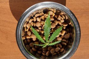 CBD dosage for dogs