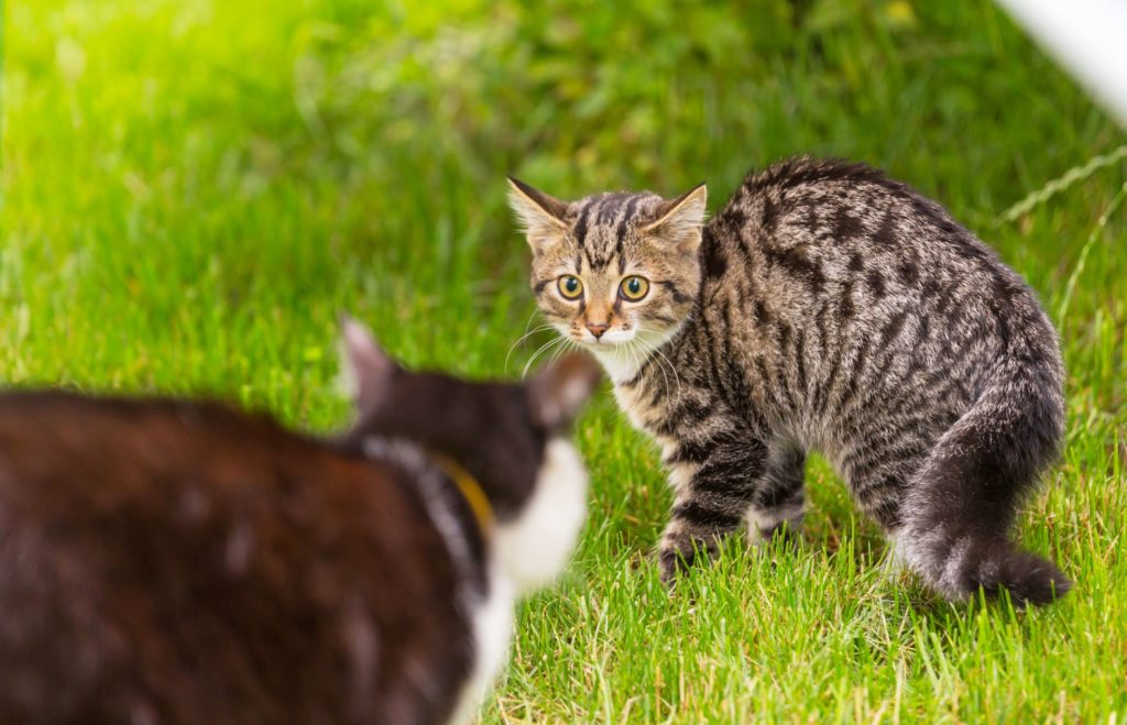 The Benefits of CBD for Cats With Anxiety