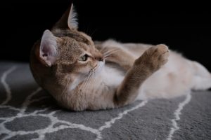 CBD for cats