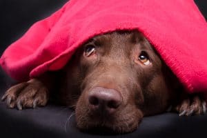 CBD oil for dogs with anxiety