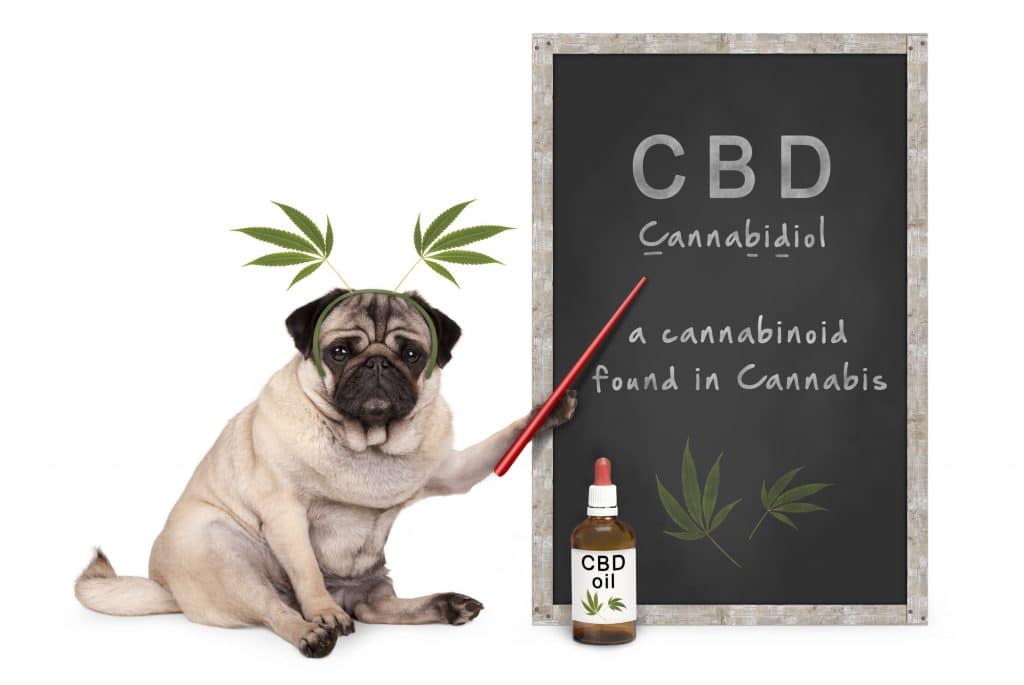 cbd oil for dogs gold bee