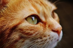 cbd oil for cats