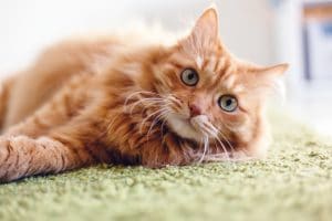 cbd oil for cats with cancer