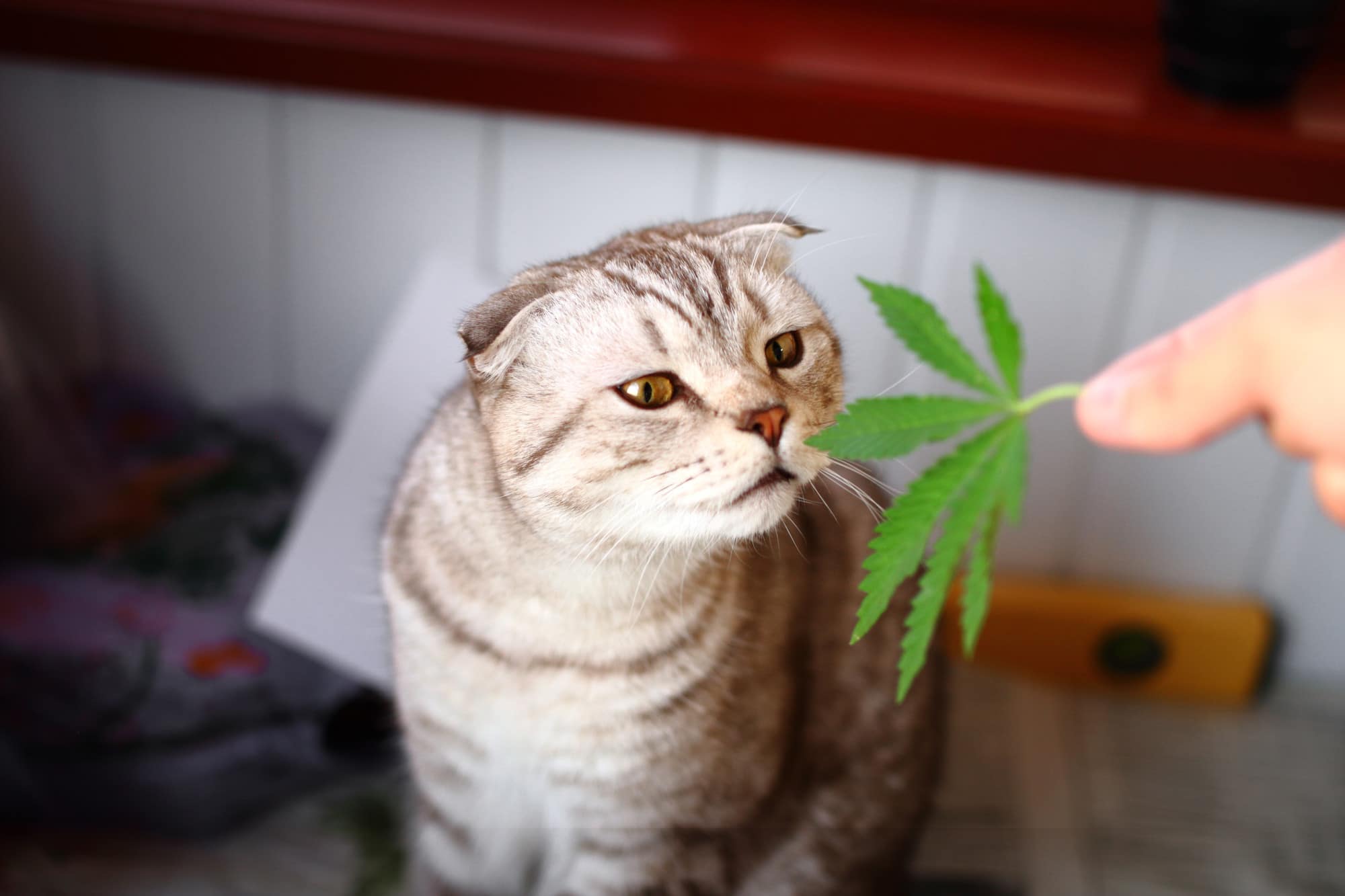 The Benefits of CBD for Cats With Anxiety