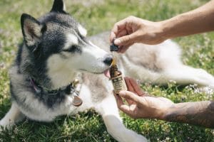 cbd oil for dogs with cancer