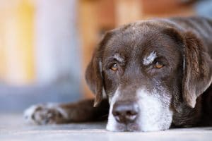 pain relief for dogs