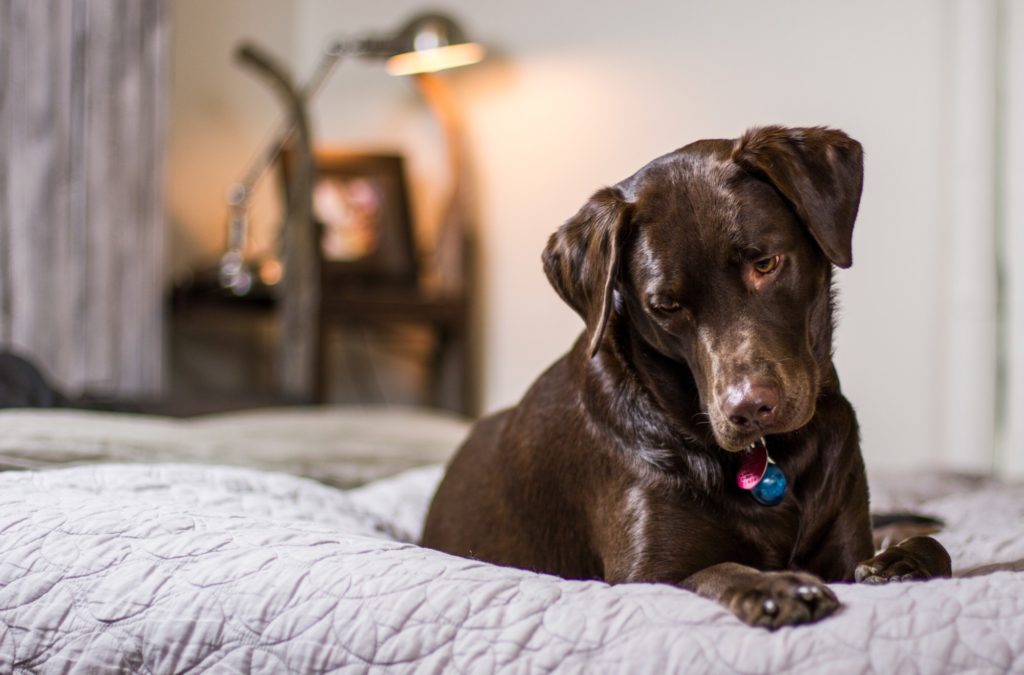 The Signs Of A Toxic THC Or Marijuana Reaction In Pets   Toxic 1024x675 