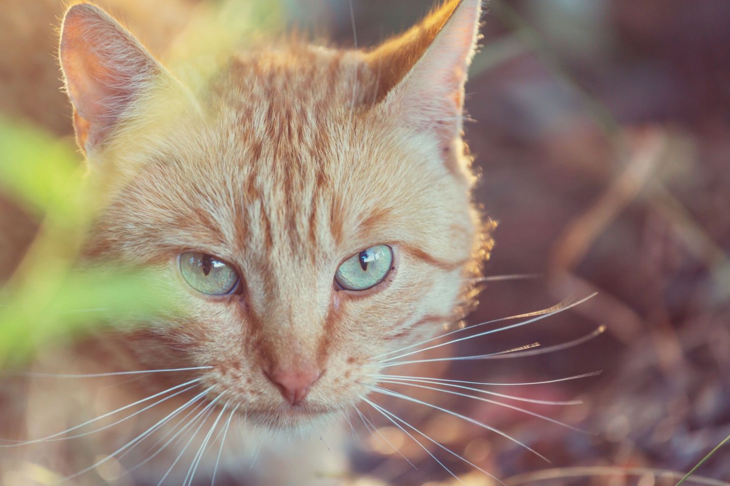 5 Reasons for Cat Hair Loss and How to Treat It