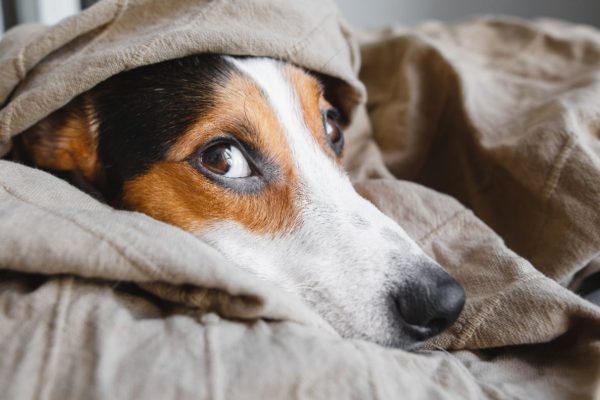 What to Do If Your Dog Eats Too Much CBD