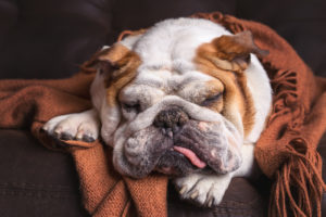 safe sedatives for dogs