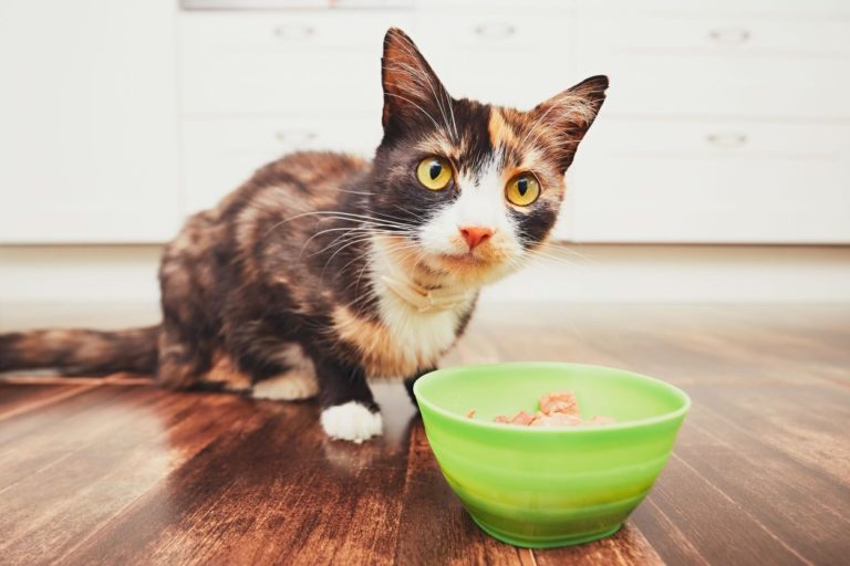 5 Safety Tips for Cats and CBD