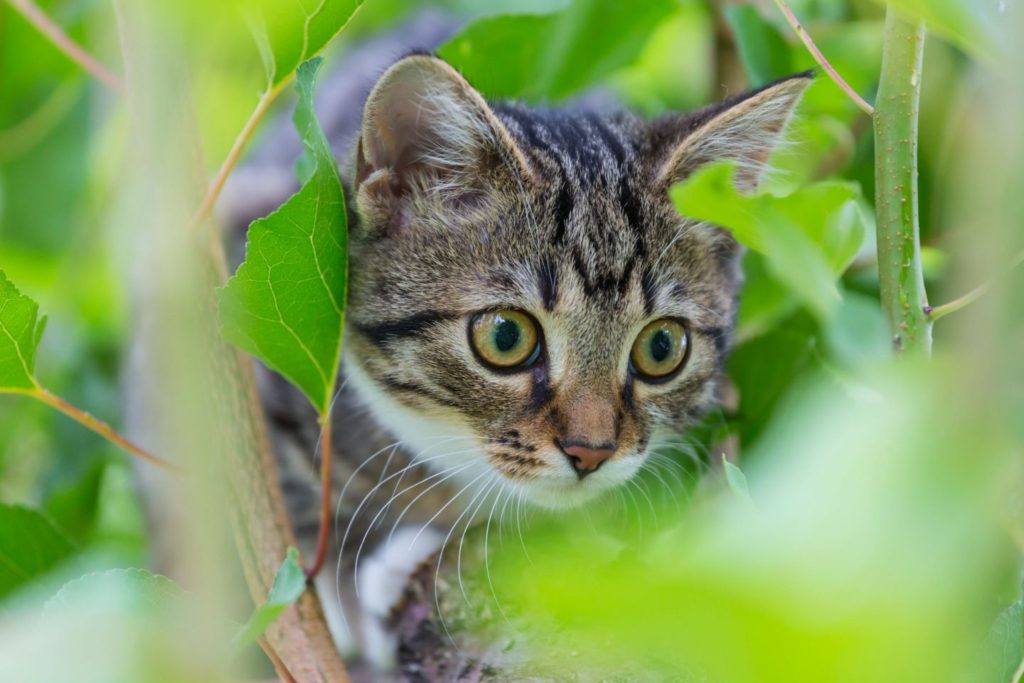 How to Get Your Cat to Eat Right Meow